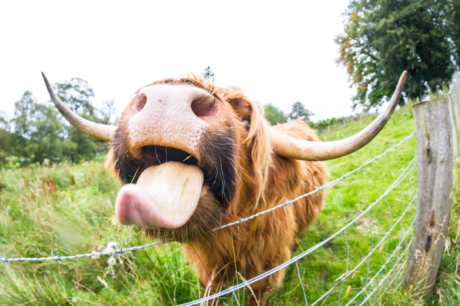 Close-up Highland cow sticking its tongue out over a fence