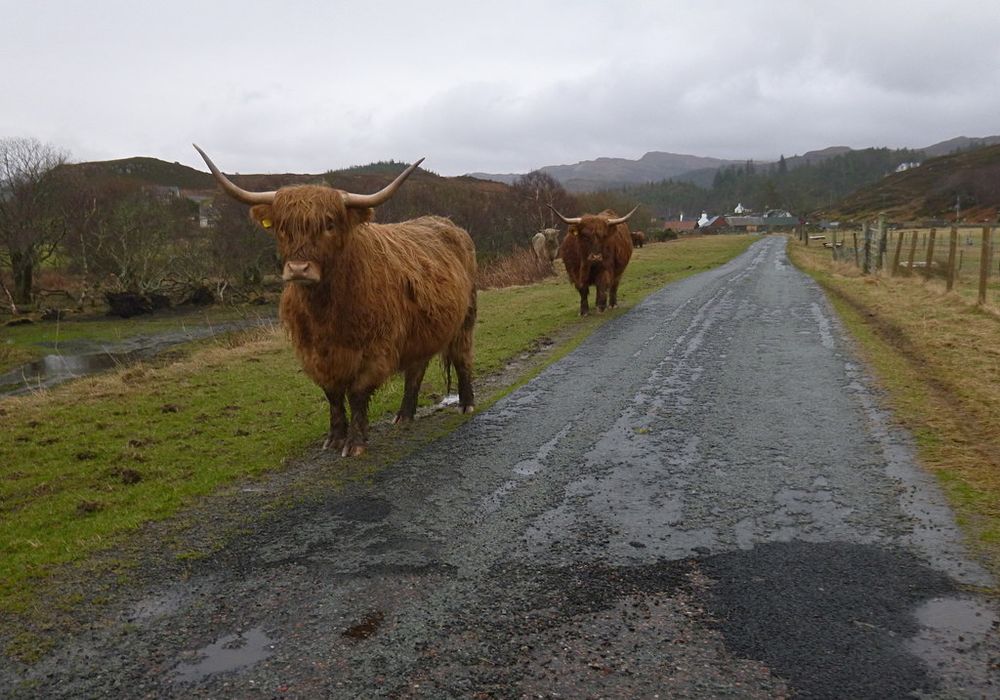 Highland cattle by the Duirinish road near Plockton