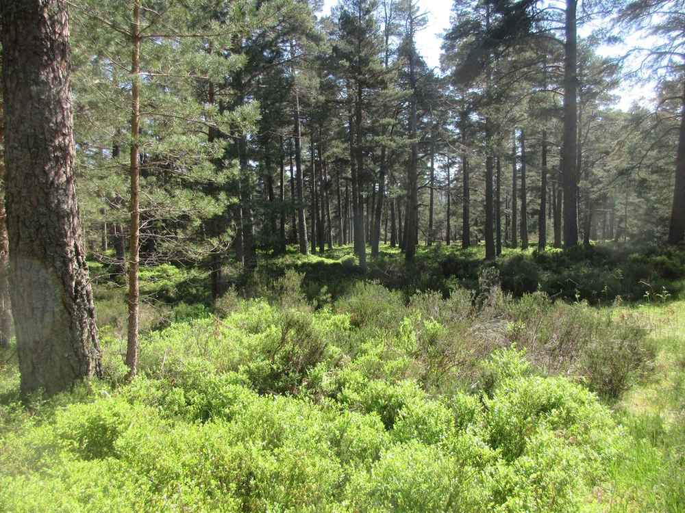 Royal Deeside woodland scenery