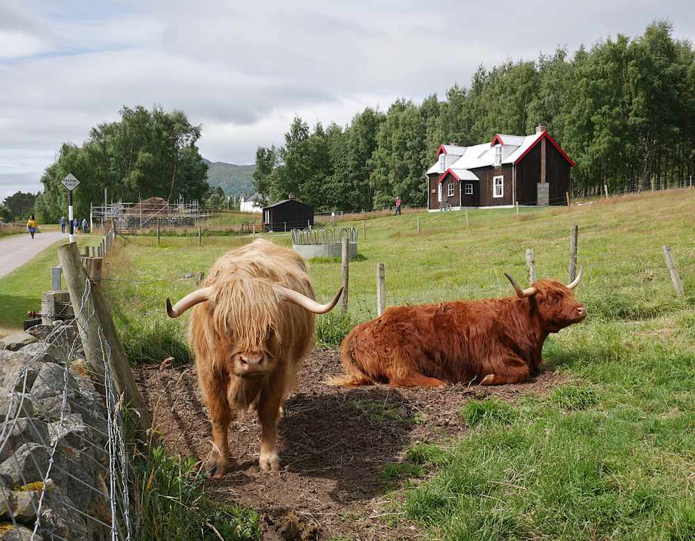 Highland cattle at the Highland Folk Museum, Newtonmore