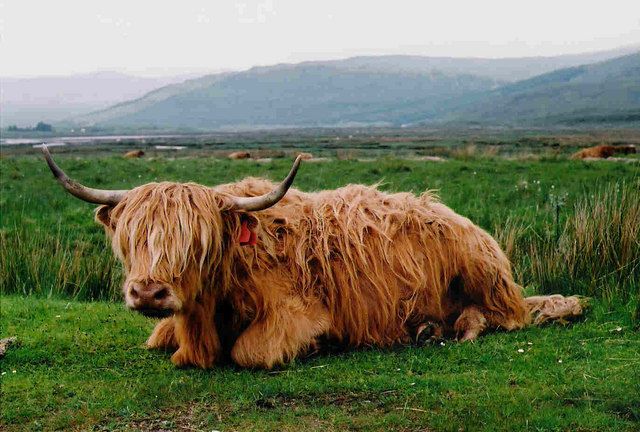 Isle of Mull coastal scenery