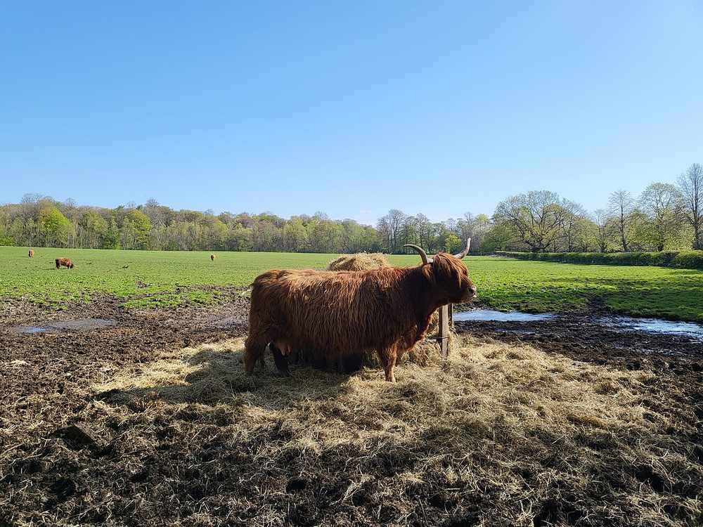 Highland cow at Pollok Country Park, Glasgow