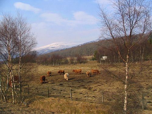 Cairngorms forest fringe near Aviemore