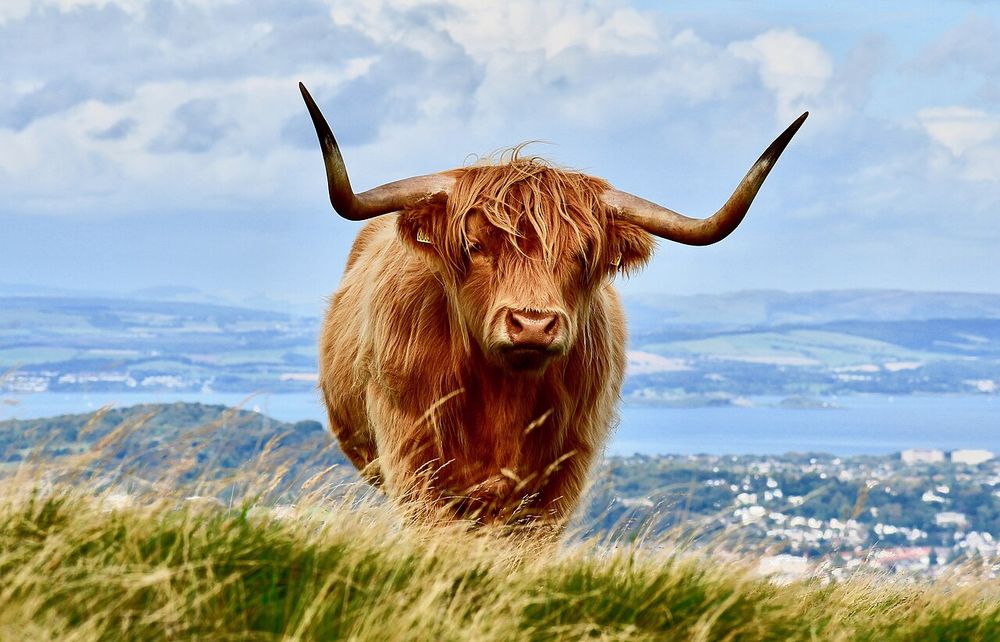 Highland cow in the Pentland Hills near Swanston, Edinburgh